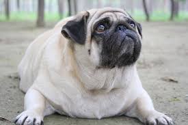 images/fat-dog.jpg